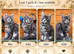GCCF Fully Registered Maine Coon Kittens