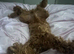 Kobe – 7 Month Old Cavapoo Looking for His Forever Home