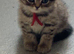 3 cute British short hair x Persian kittens