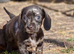 Rare and unusual isabella blue merl Dapple carrying piebald gene female puppy