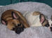5 French bulldog puppies for sale ready 9/11/26