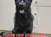 German shepard puppies