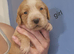 Cocker spaniel puppies for sale.