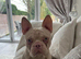 Male pink french bulldog