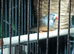 10 Zebra Finches and Indoor Aviary
