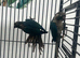 Hand Reared Baby Green Cheeked Conures