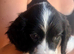 Sprocker puppy’s