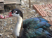 Muscovy ducks