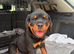 Rottweiler puppies