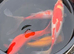 Large goldfish