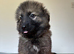 German shepherd puppies
