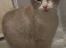 Adult Cross ragdoll male