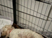 Ready to leave cavapoo