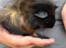 4X Baby Male Guinea Pigs