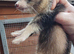 Semi angroa  kits