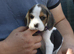 Beautiful beagle puppies