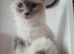 Beautiful  ragdoll kittens ready in June