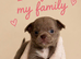 Stunning chihuahua puppies