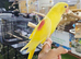 Lutino Alexandrine Baby hand reared,29