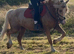 *** LOT 200 BRECON SALE***