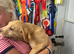 Labrador girl