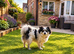 3 year old castrated male pomci