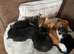 Kittens for sale
