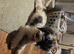 Beautiful loving Jackapoo female