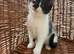 Beautiful Kittens Ready Now