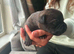 Beautiful staffy puppies