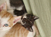 Adorable kittens ready for a new home 7th September mixed prices