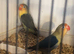 Pair of love birds
