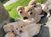 Labrador puppies