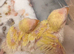 Very beautiful yellow hand reared love bird chicks