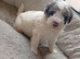 Beautiful Miniature poodle