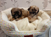 Adorable Shih Tzu Puppies