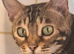 Tica Bengal Chocolate Marbled April speyed female