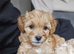 Mini x Toy Poodles 3 left