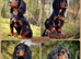 KC Reg Docked Working Cocker Pups. FTCH Lines. Health tested.
