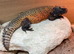 Moroccan Uromastyx babies
