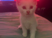 3 girl kittens for sale