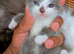 I got Persian cat who gives birth to 4 beautiful Persian kittens which four weeks and a few days . Two boy and two girl Healthy..