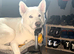 Bear, pure white bi-eyed husky for studd.