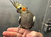 Hand reared baby cockatiel available hand reared form only 2 weeks off age