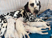 2 female Dalmatian puppies