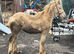 Sec d x Clydesdale perlino colt foal