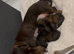 Due to times waster one girl one boy now available!!!