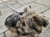 Shih tzu cross