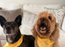 Two dogs for rehoming due to owner sadly passing away