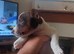 Jack russell Chocolate and white female